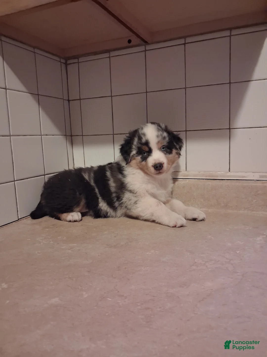 Miniature Australian Shepherd dogs for sale: Miniature Australian Shepherd 2 - Ad 1