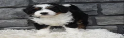 Mini Bernedoodle dogs for sale: Carly  - Ad 4