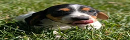 Miniature Dachshund dogs for sale: Churro - Ad 3
