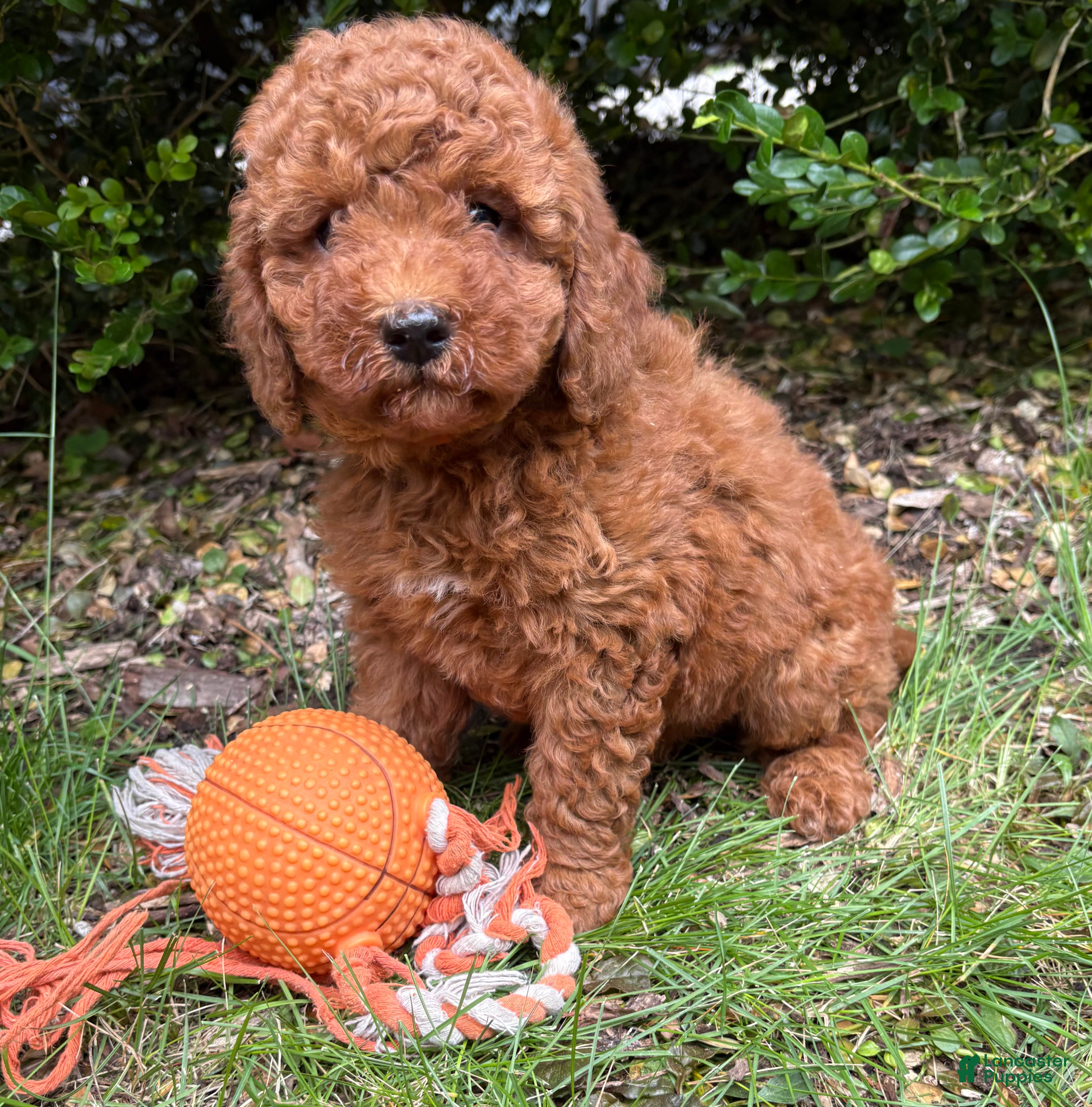 Mini Goldendoodle dogs Benson - Ad 1