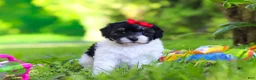 Havapoo dogs for sale: Eva - Ad 6