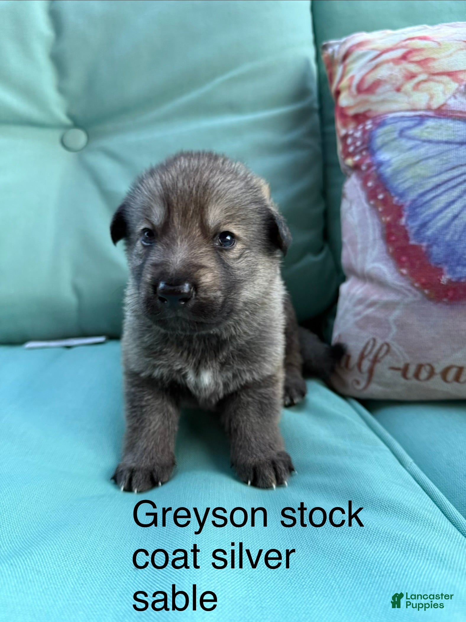 German Shepherd dogs Greyson - Ad 1