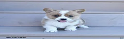 Welsh Corgi Pembroke dogs for sale: Pine - Ad 2