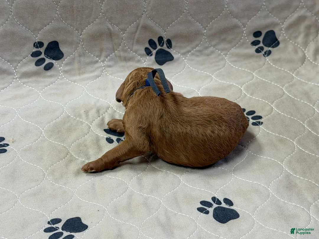 Goldendoodle dogs for sale: Navy - Goldendoodle Puppy 4 - Ad 3