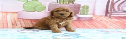 Mini Goldendoodle dogs for sale: Pansey - Ad 4