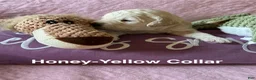 Goldendoodle dogs for sale: Honey- Yellow Female Goldendoodle  - Ad 9