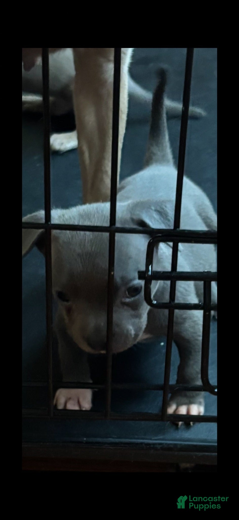 American Bully dogs American Bully 4 - Ad 40