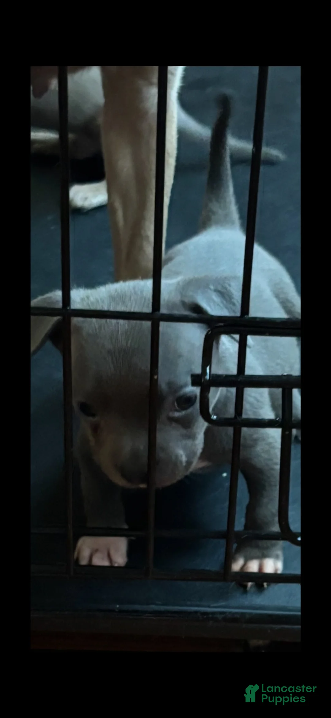 American Bully dogs for sale: American Bully 4 - Ad 1