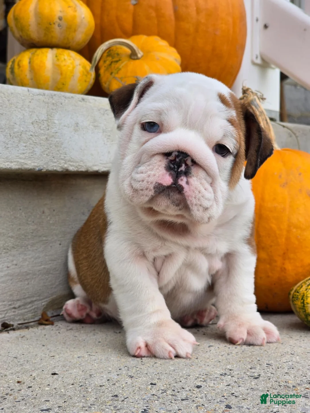 English Bulldog dogs for sale: Charlie - Ad 8