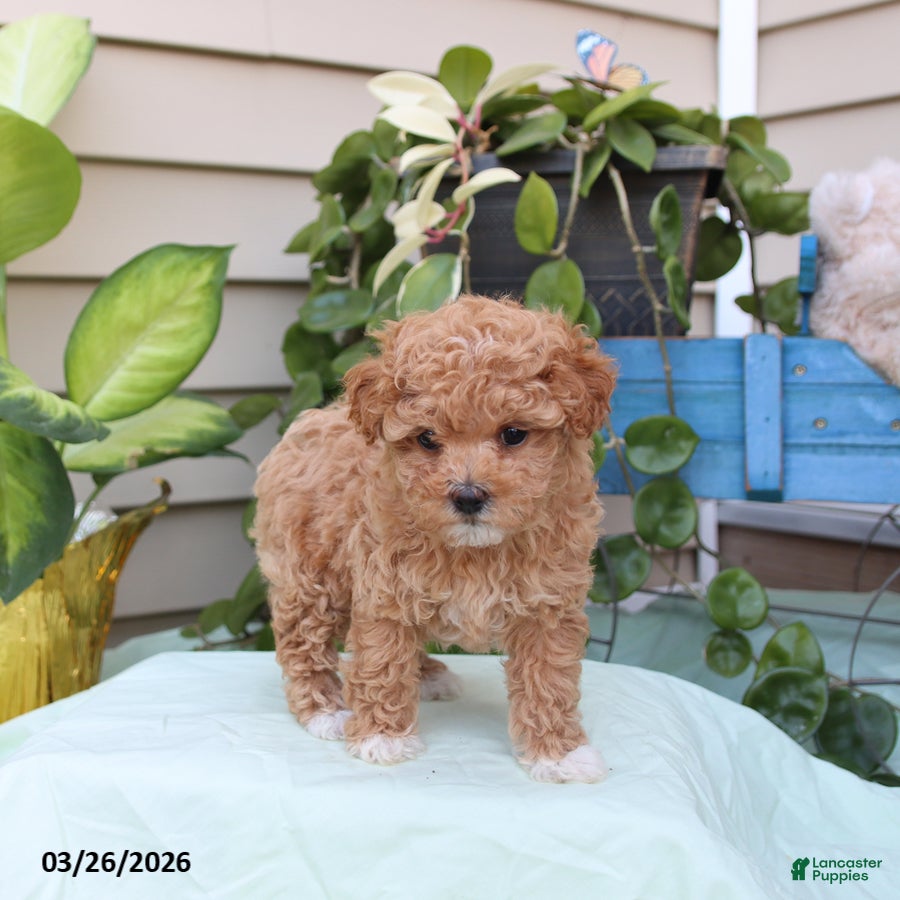 Toy Poodle dogs Penelope - Ad 1