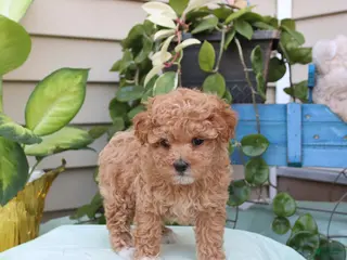 Toy Poodle dogs for sale: Penelope - Ad 4