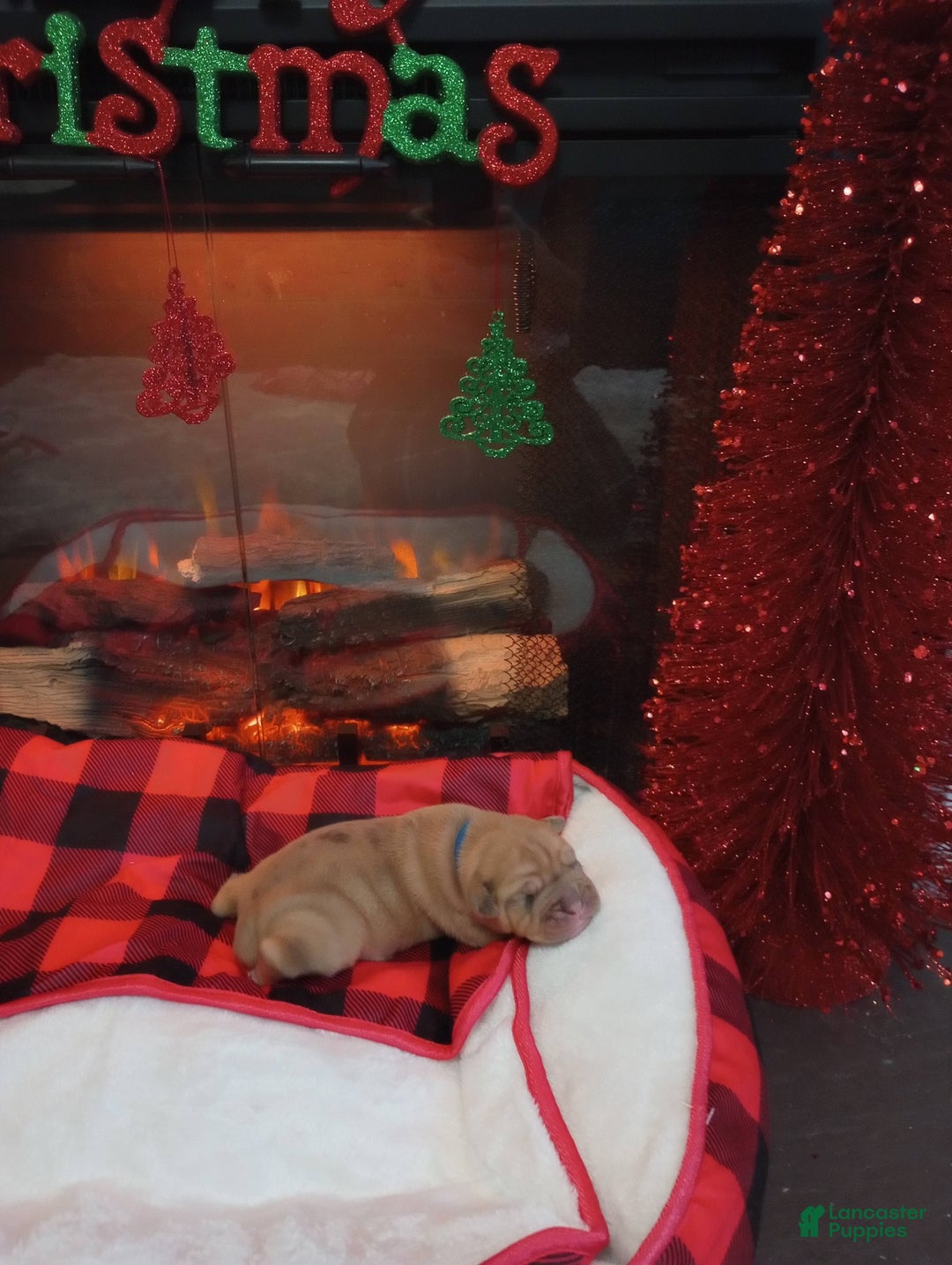 Olde English Bulldogge dogs for sale: Olde English Bulldogge Puppy 1 - Ad 2