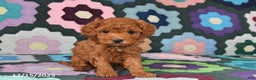 Mixed Breed dogs for sale: Freddie - Ad 1