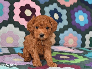 Mixed Breed dogs Freddie - Ad 8
