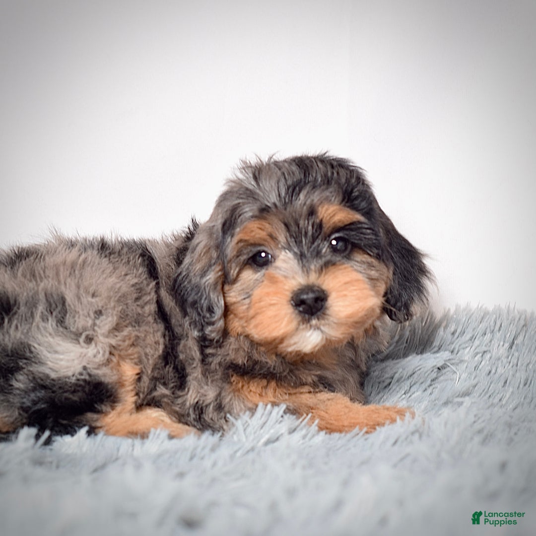 Mini Goldendoodle dogs for sale: Mr. Rambo - Ad 4