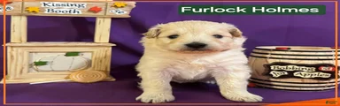 Samoyed - Poodle Doodle Sammypoo 2