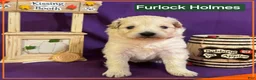 Mixed Breed dogs for sale: Samoyed - Poodle Doodle Sammypoo 2 - Ad 1
