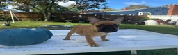 French Bulldog dogs for sale: Pou - Ad 8