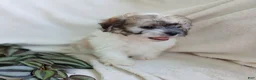 Teddy Bear dogs for sale: Cutie - Ad 8