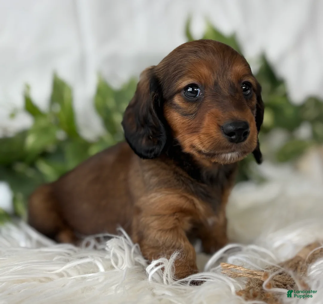 Miniature Dachshund dogs for sale: Star Girl Miniature Dachshund  - Ad 8