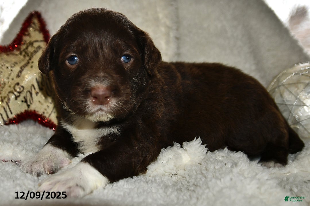 Portuguese Water Dog dogs for sale: Dusky - Ad 1