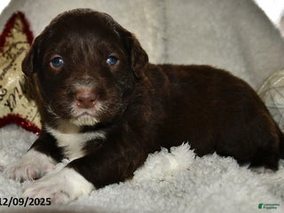 Portuguese Water Dog dogs Dusky - Ad 30