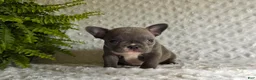 French Bulldog dogs for sale: Star - Ad 8