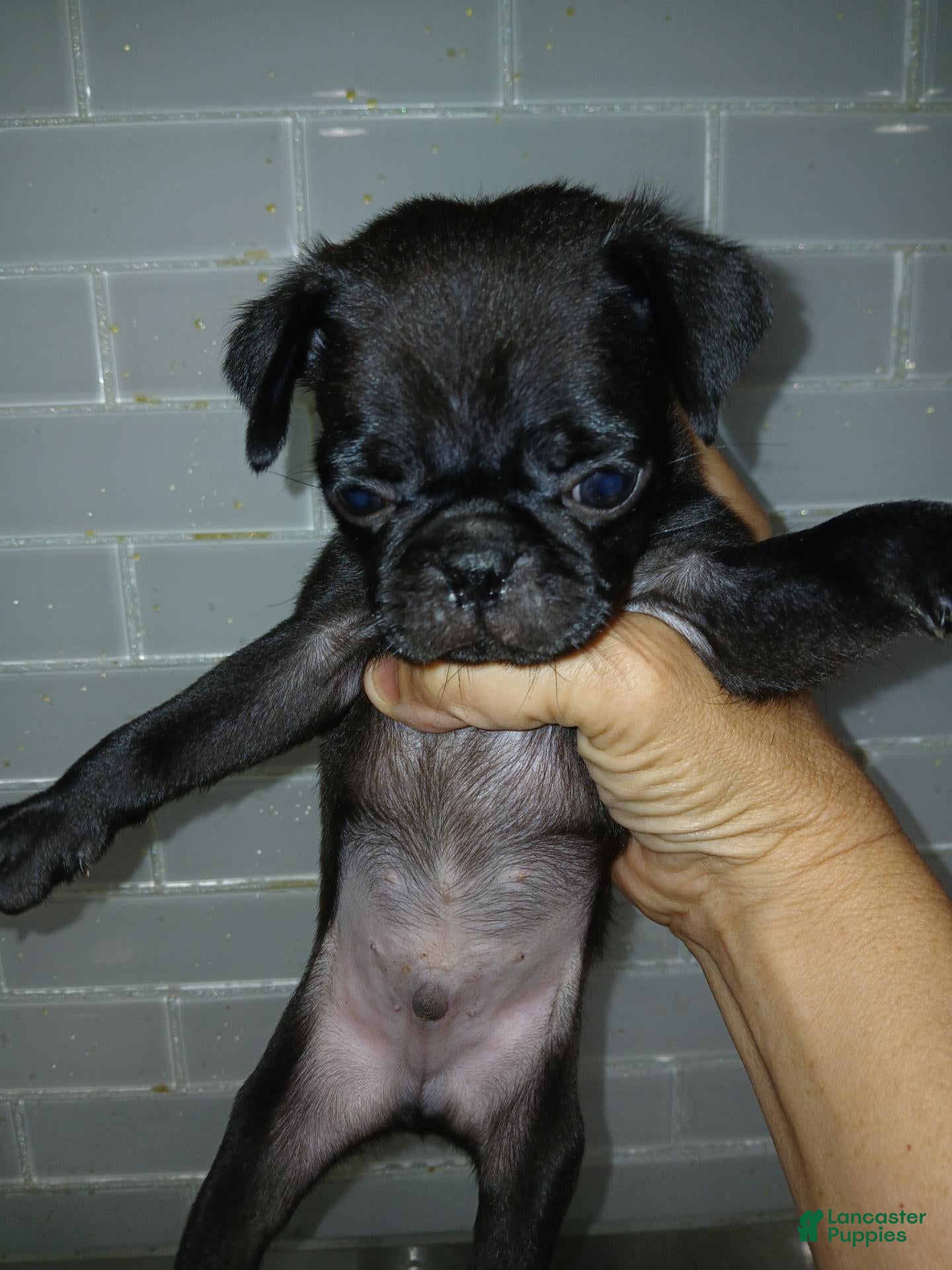 Pug dogs Pug 5 - Ad 8