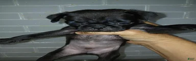 Pug 5