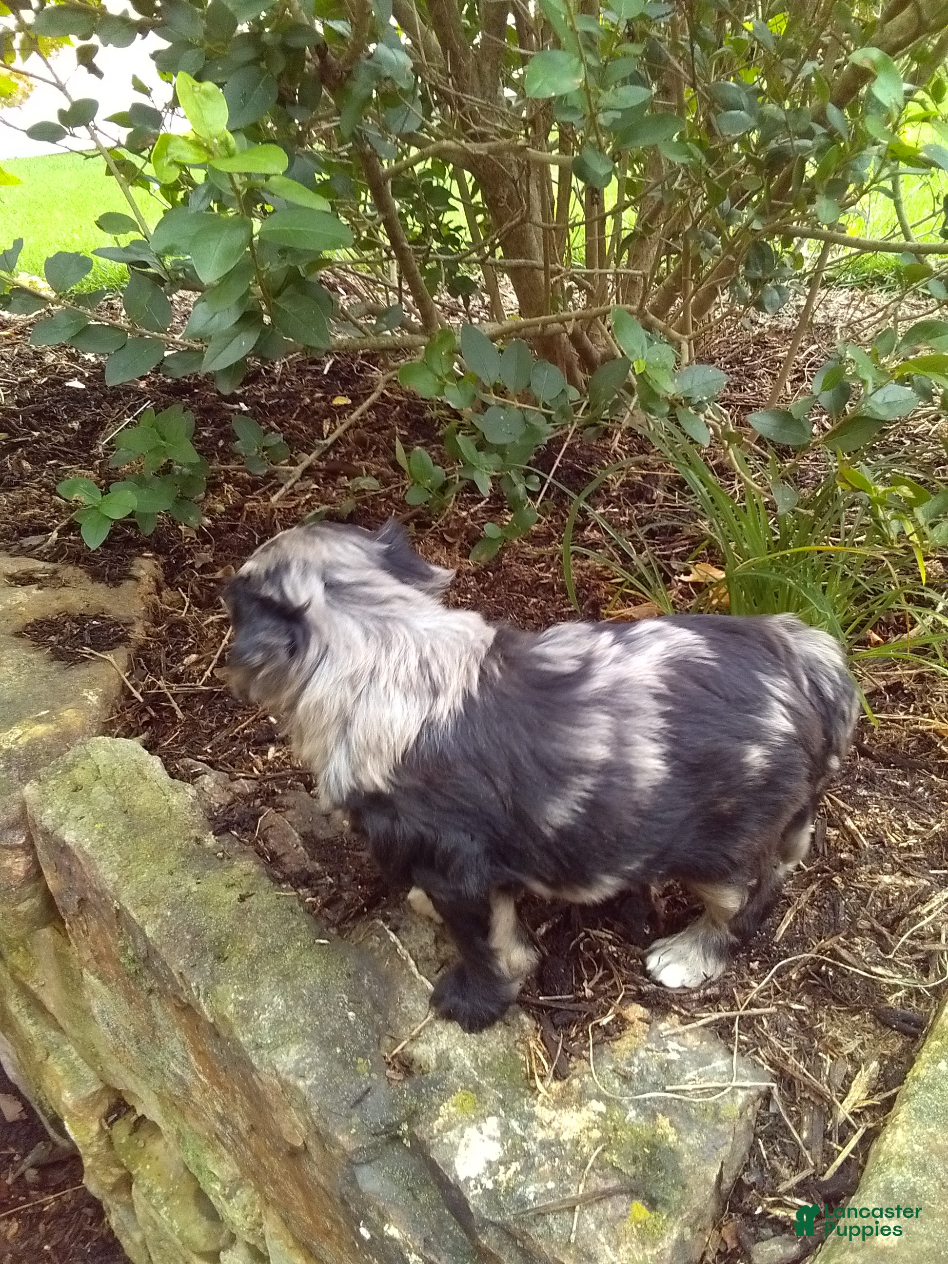 Mini Aussiedoodle dogs Dunley - Ad 2
