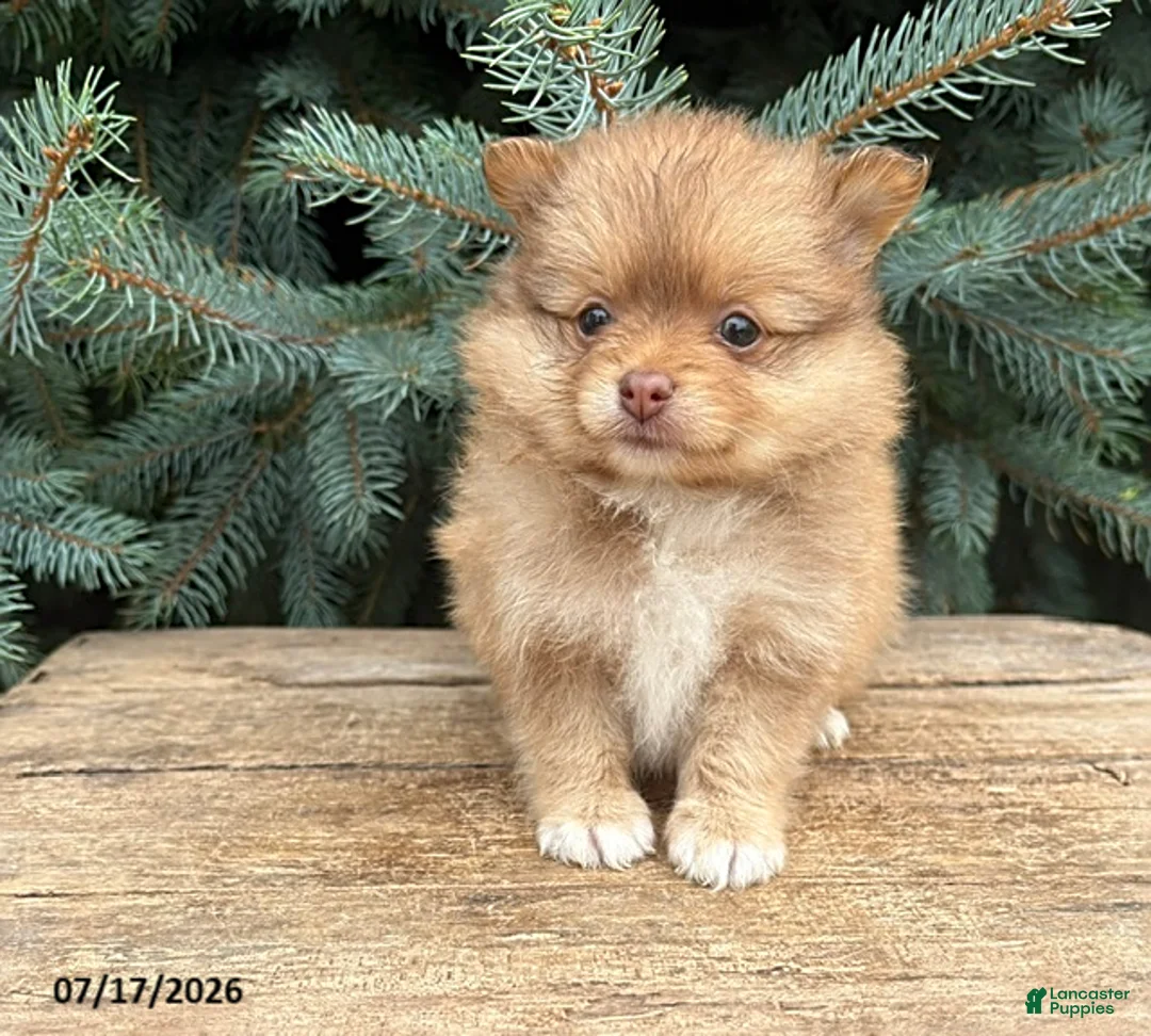 Pomeranian dogs for sale: Phoebe - Ad 2