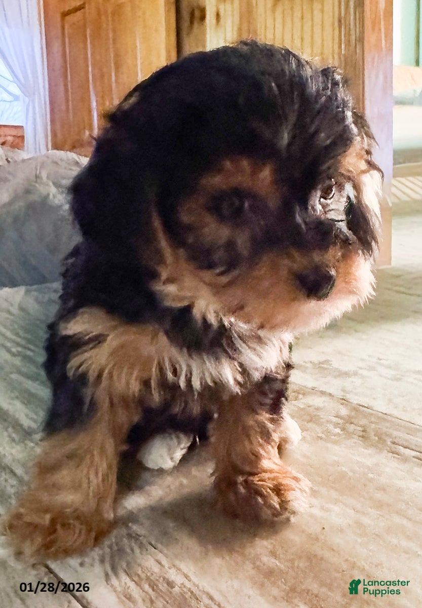 Yorkiepoo dogs Ringo - Ad 2