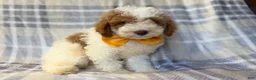 Cavapoo dogs for sale: Sarge - Ad 9