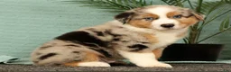 Miniature Australian Shepherd dogs for sale: Jasper - Ad 5
