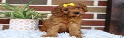 Cavapoo dogs for sale: Skye - Ad 10