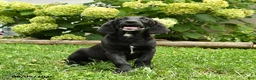 Labradoodle dogs for sale: Dapper - Ad 3
