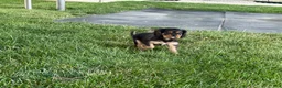 Cavalier King Charles Spaniel dogs for sale: Hazy Cavalier King Charles Spaniel  - Ad 7