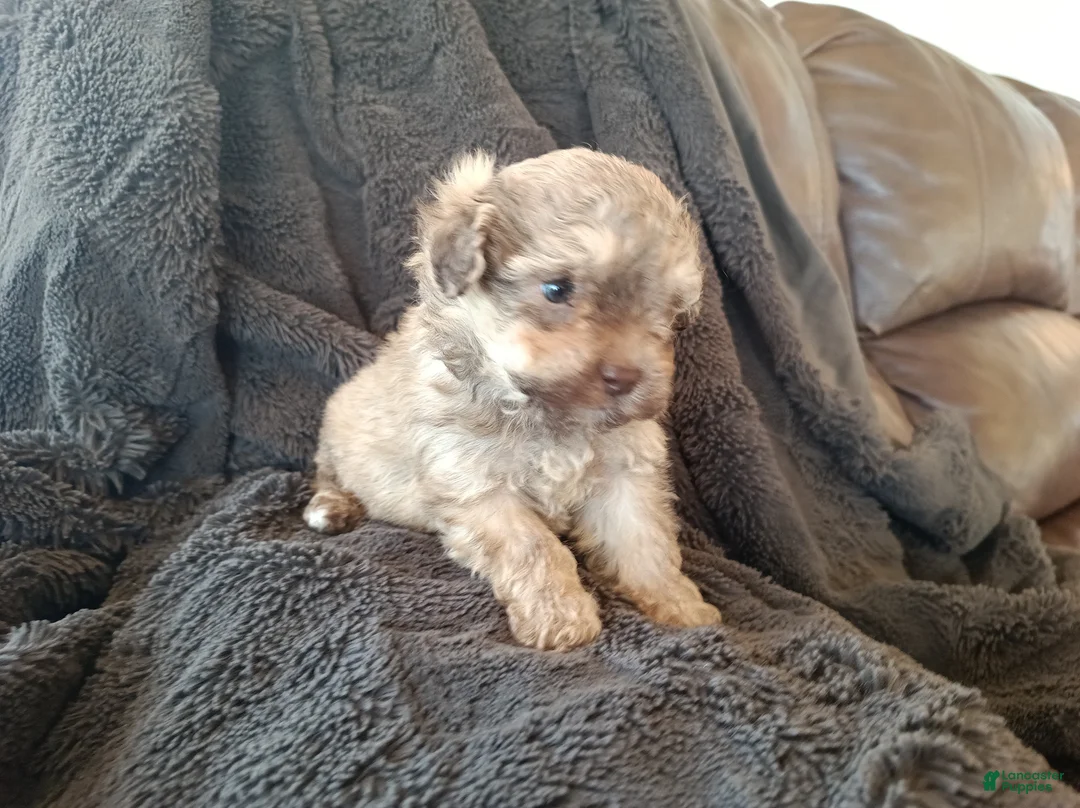 Havapoo dogs for sale: Liam - Ad 2