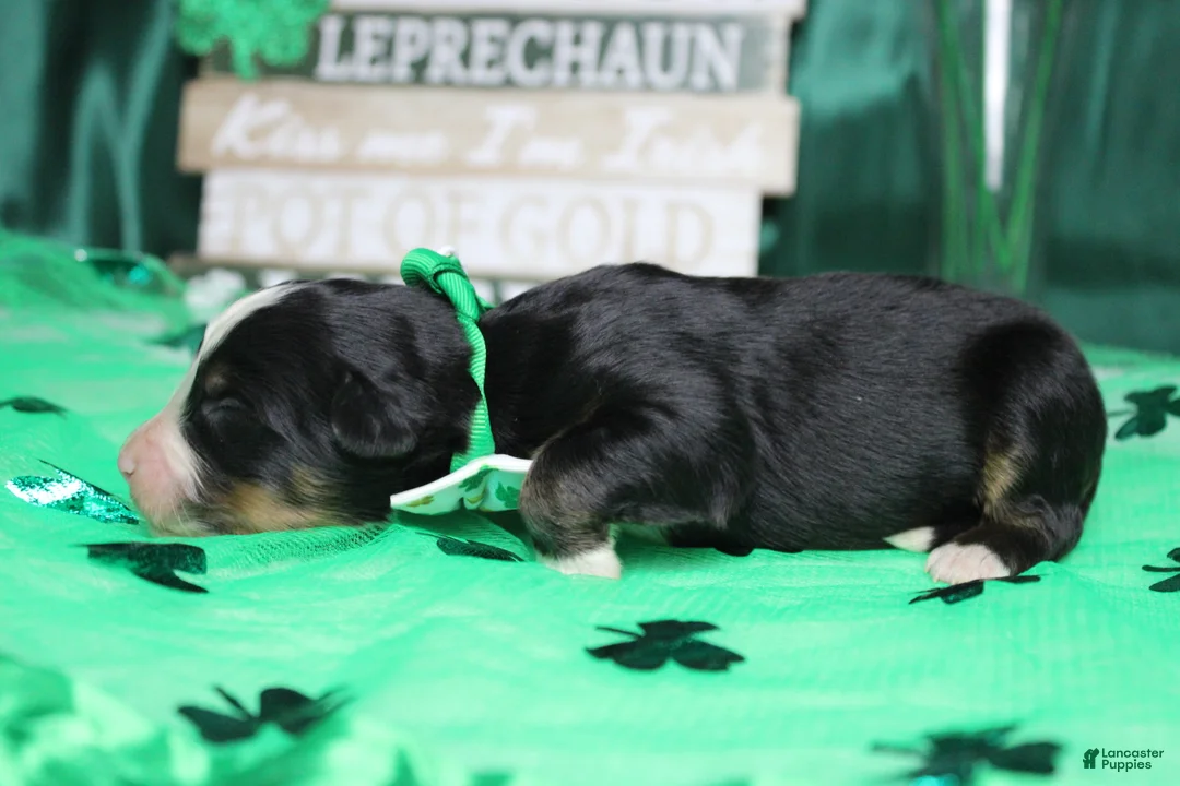 Bernese Mountain Dog dogs for sale: Brutus  - Ad 8