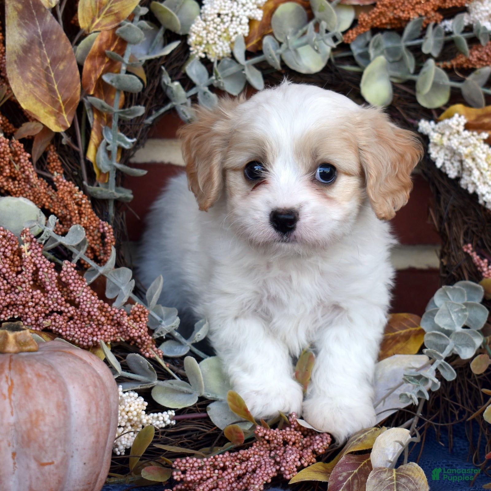 Cavachon dogs for sale: Pip - Ad 2