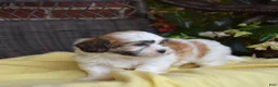 Teddy Bear dogs for sale: Chowder  - Ad 12