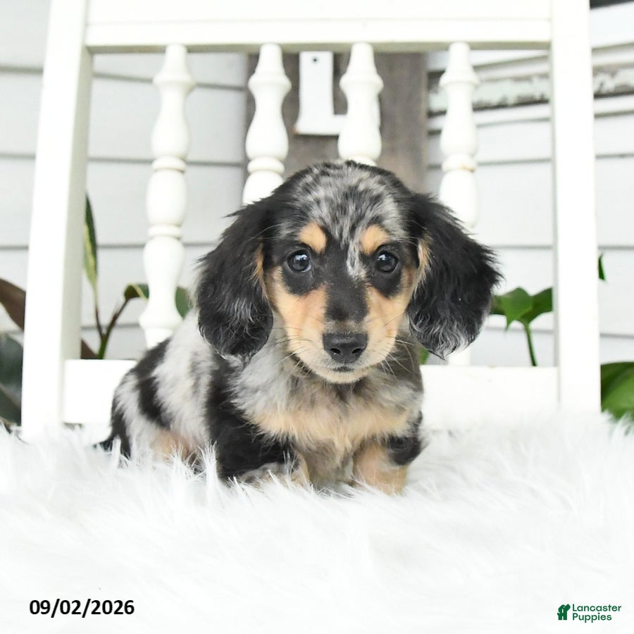 Dachshund dogs Teddy - Ad 1