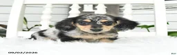 Dachshund dogs for sale: Teddy - Ad 1