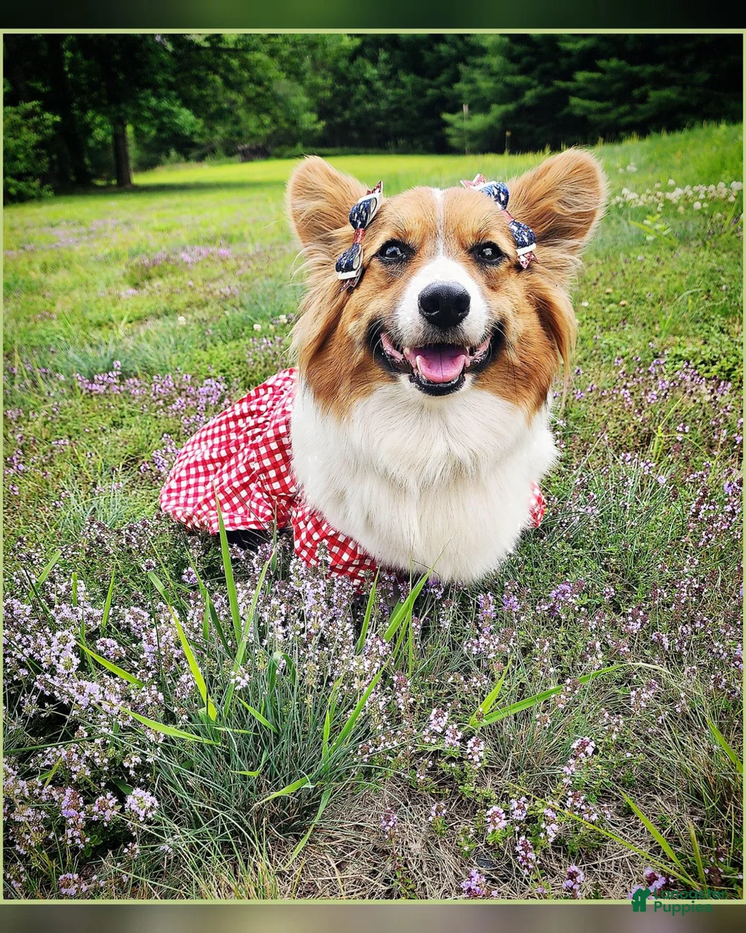 Welsh Corgi Pembroke dogs for sale: Welsh Corgi Pembroke 2 - Ad 2