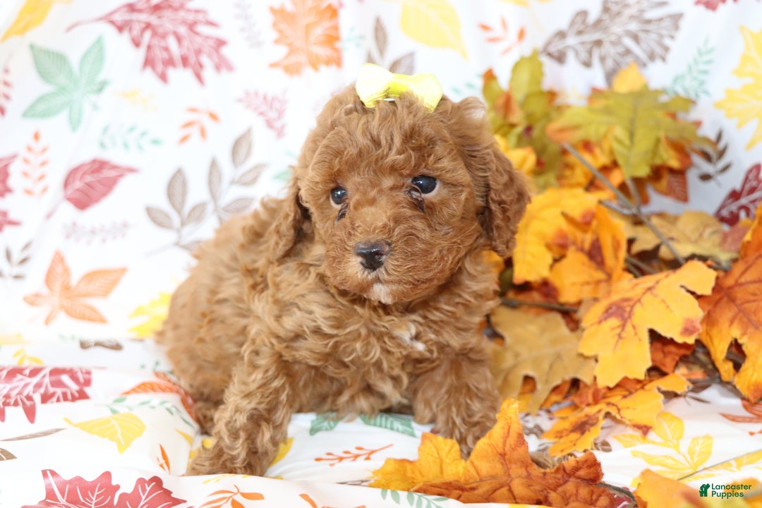 Miniature Poodle dogs for sale: Brenda  - Ad 2
