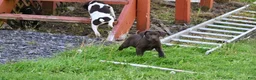 German Shorthaired Pointer dogs for sale: Buck - Ad 39
