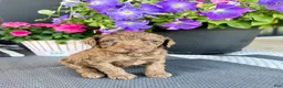 Standard Poodle dogs for sale: Black Collar   - Ad 22