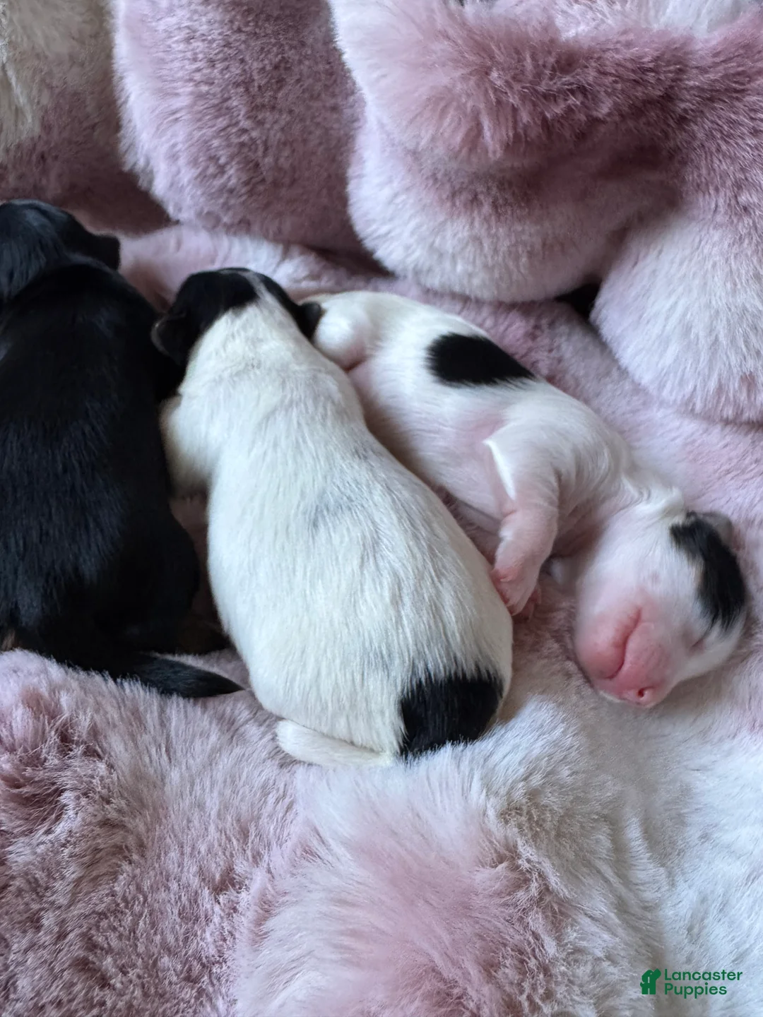 Mixed Breed dogs for sale: Mixed Breed 3 - Ad 2