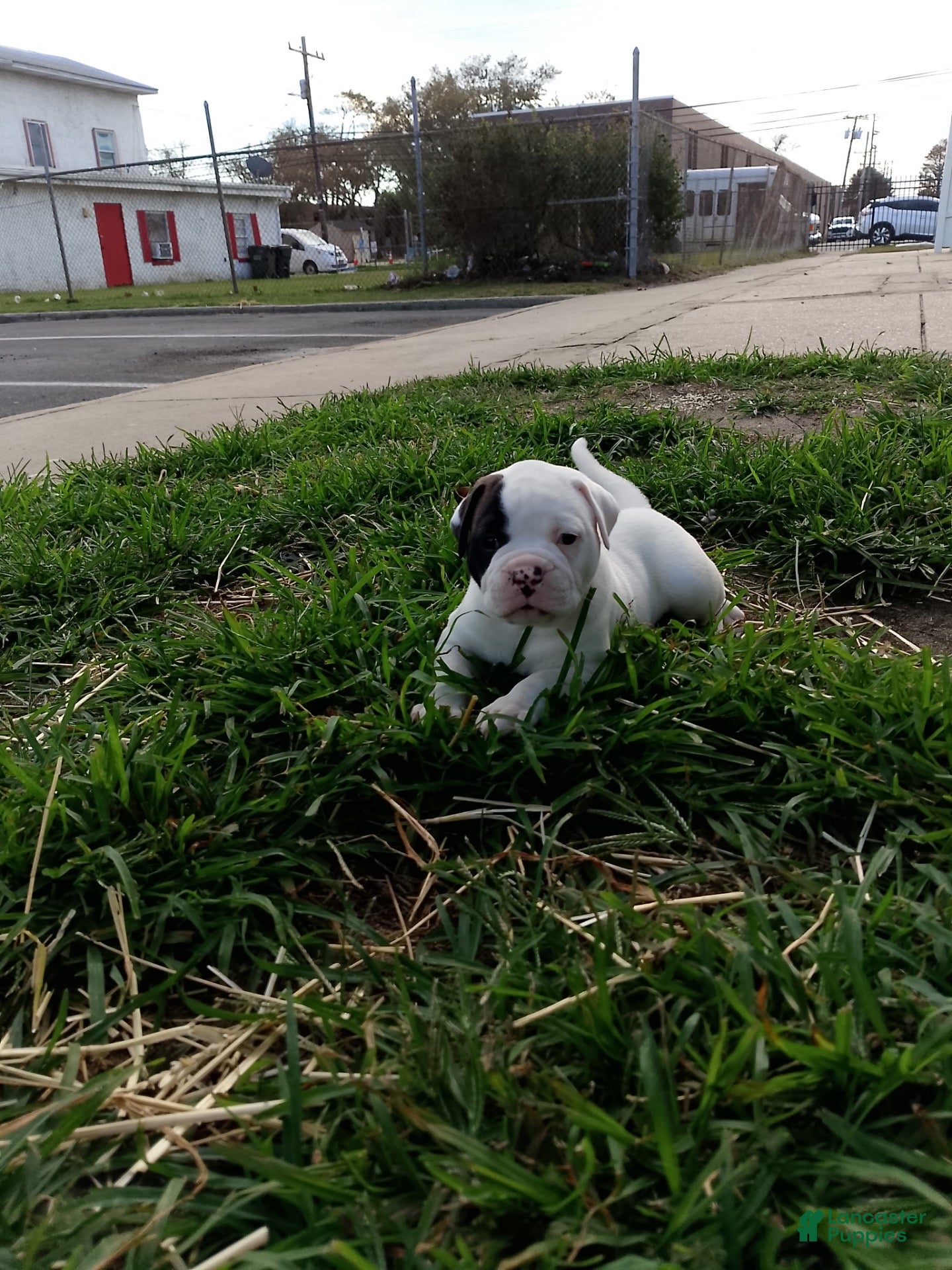 American Bulldog dogs for sale: American Bulldog 5 - Ad 17