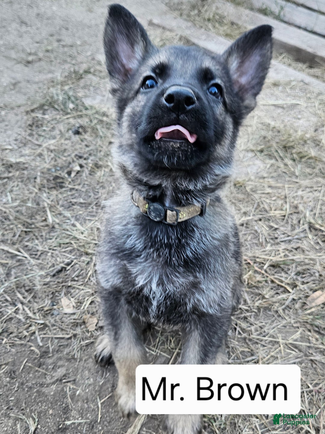 German Shepherd dogs for sale: Male German Shepherd 1 - Hershey - Ad 1